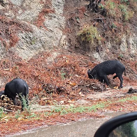 Belles Toutes Equipees Bord De Gerance Nouvelle * San-Nicolao